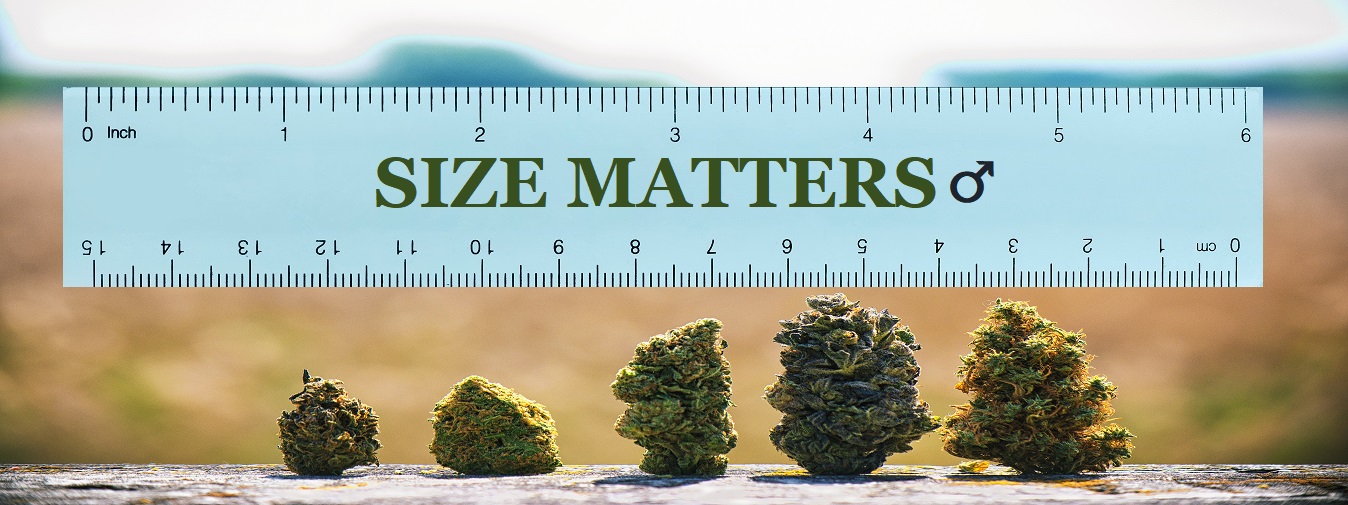 Does Cannabis affect Penis Size?